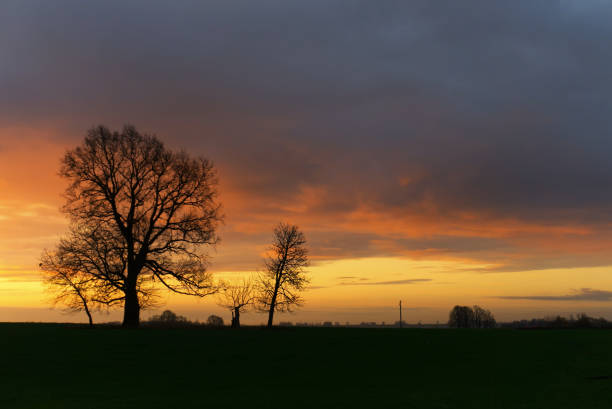istock Beautiful dark sunset with tree silhouettes 1185363991