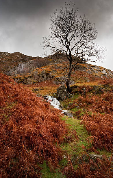 istock Autumn Ferns in the Lake District 118536560