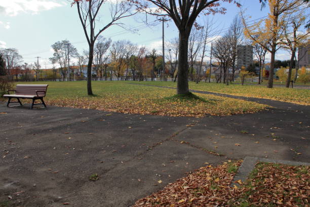 Scenery of Sapporo park in late autumn
