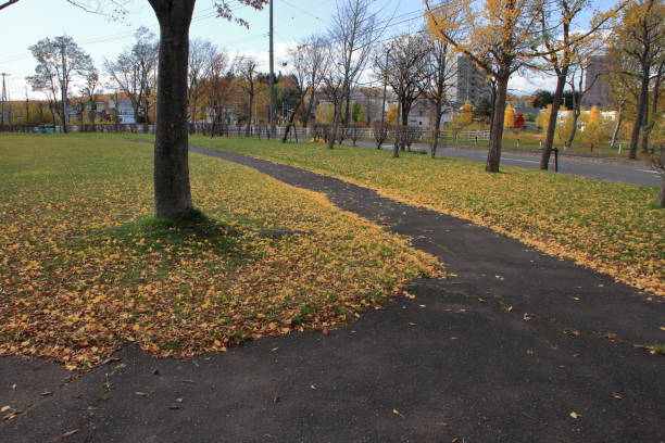 istock Scenery of Sapporo park in late autumn 1185366577