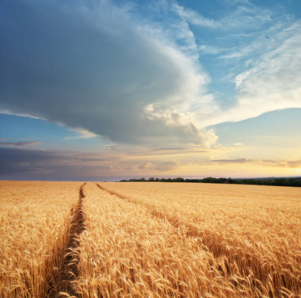 istock Meadow of wheat. 1185369518