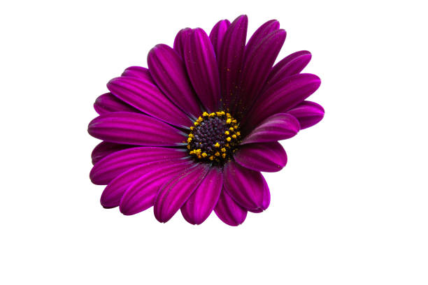 istock Osteosperumum Flower Daisy Isolated 1185370107