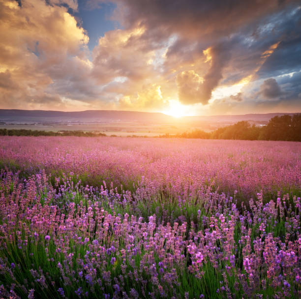istock Meadow of lavender. 1185370317