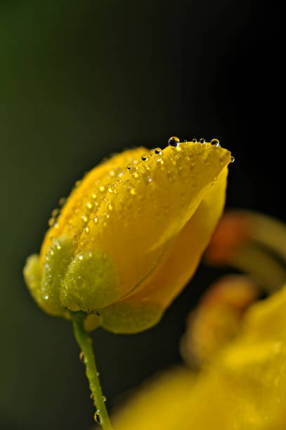 Macro photograph of a marigold flower.