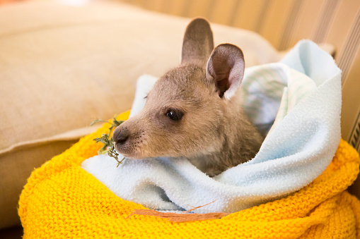 Canguro rescatado en un orfanato en Australia photo