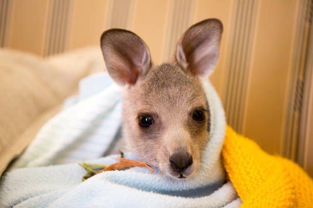 An injured kangaroo after being rescued in Victoria, Australia