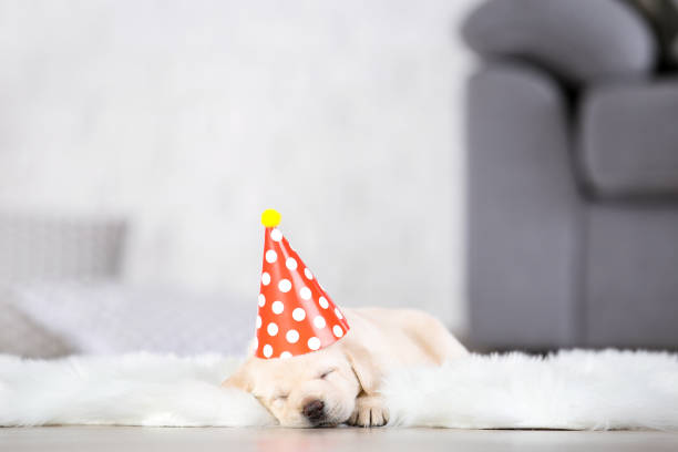 istock Labrador puppy with paper hat lying on white carpet at home 1185371428