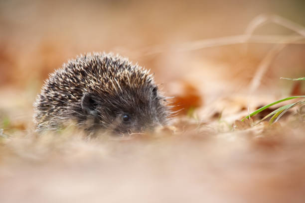 istock European hedgehog with protective prickles hiding in leafs 1185371449
