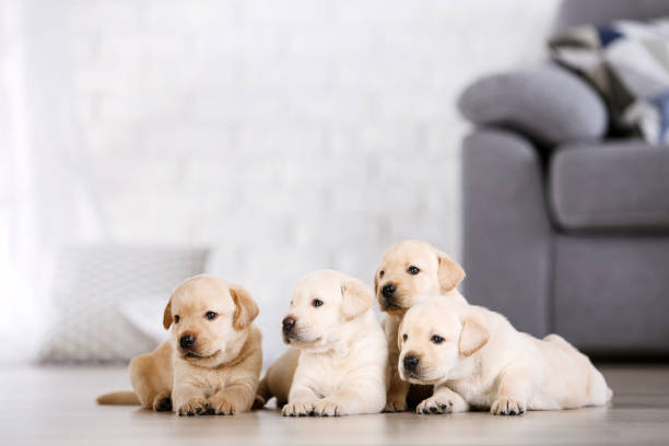 istock Beautiful labrador puppies at home 1185371618