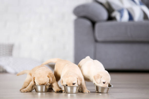 istock Labrador puppies eating food at home 1185371663