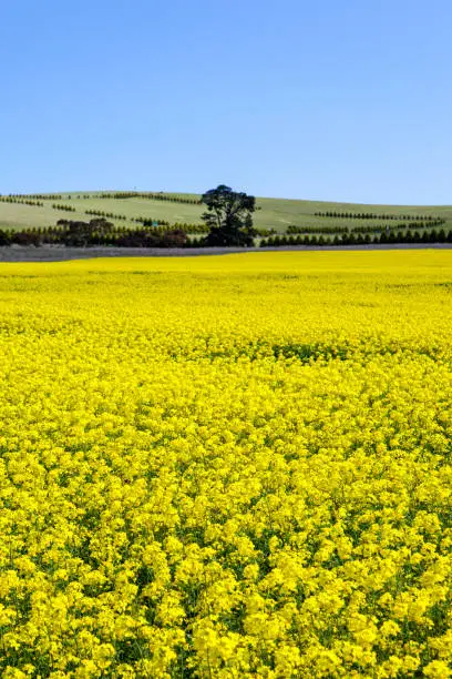 Canola fields shine on a clear sunny day near Creswick in the Victorian goldfields, Australia