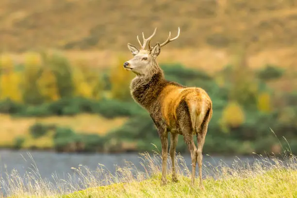 Red deer stag (latin name: Cervus elaphus)The Monarch of the Glen, stood majestically besides a loch in Glen Strathfarrar, Scottish Highlands. UK. Facing left.  Head raised.  Horizontal.  Space for copy.