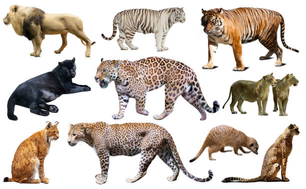 istock Set of African predators isolated over white 1185372139