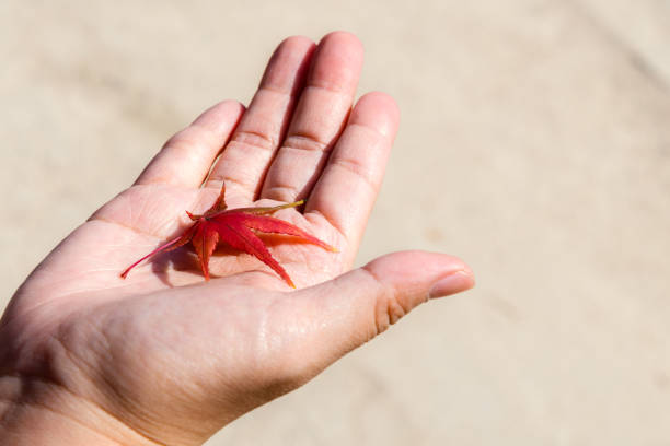 istock Colorful autumn maple leaf in a hand. 1185374440