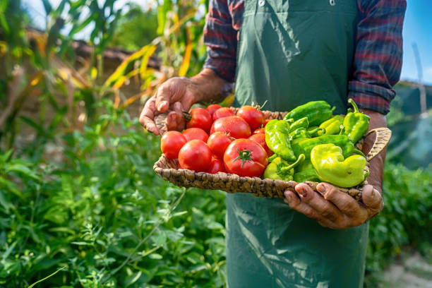 istock Mature farmer carrying vegetables in basket 1185376286