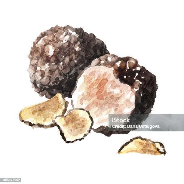setas-de-trufa-negra-y-rodajas-secas-ilustraci%C3%B3n-dibujada-a-mano-acuarela-aislada-sobre.jpg?s=612x612&w=is&k=20&c=bD1A_zfKtwMoC06QY9OQswFf1Wnz0xphxc-Mp17OFc0=
