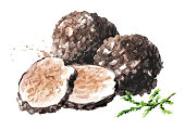 schwarze-tr%C3%BCffel-pilze-mit-wald-gr%