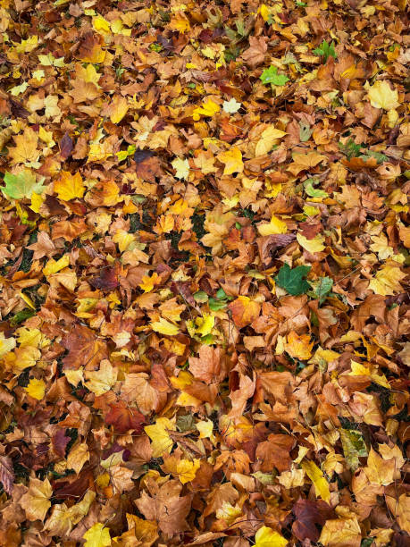 istock Lush Foliage Autumn 1185379188