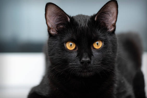 Domestic black Cat looking in front of Camera. Portrait of black Cat at Home Domestic black Cat looking in front of Camera. Portrait of black Cat at Home purebred cat stock pictures, royalty-free photos & images