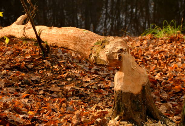 istock Close up on a fallen down tree that was chopped down by beavers to build a dam with traces of animal teeth still visible seen next to a small pond on a hill among dry colorful autumn leaves everywhere 1185381613