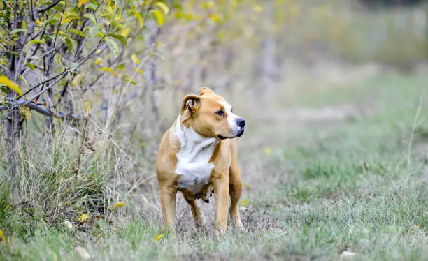 American Staffordshire Terrier pictured in nature image