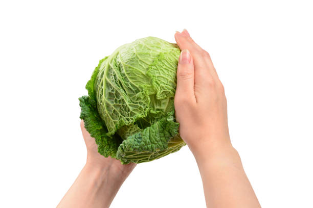istock Green cabbage isolated on white background. In woman hands. 1185382886
