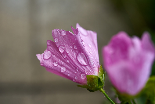 Pale pink bell-shaped flower covered with rain drops