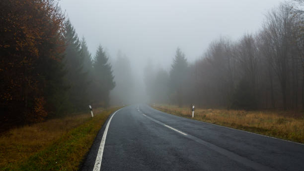 Free Stock Photo of Foggy Road in the Heart of a Forest | Download Free ...