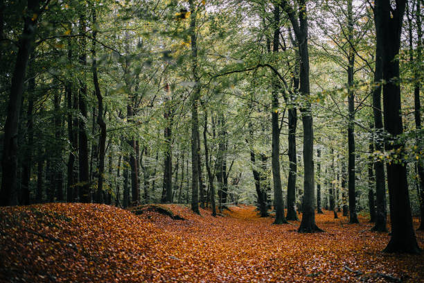 istock Autumn in the woods of Denmark 1185385352