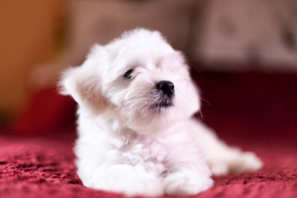 Cute small Maltese puppy lying on the bed