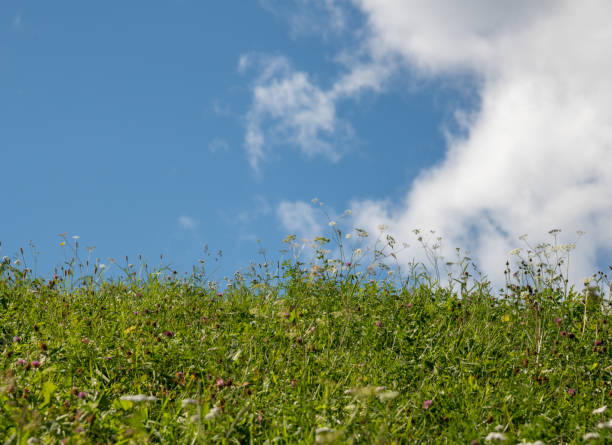 istock Wild herbs meadow in front of blue sky 1185389446