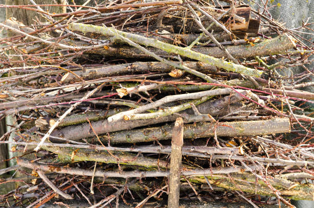branch of woods