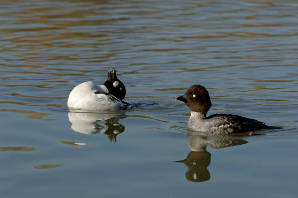 istock couple of Goldeneye (Bucephala clangula) 1185393713