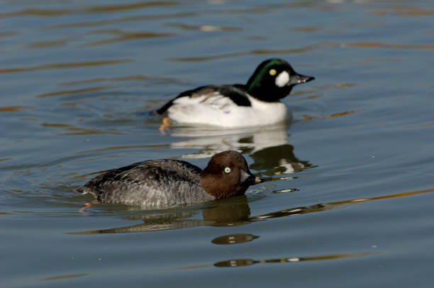 istock couple of Goldeneye (Bucephala clangula) 1185393744