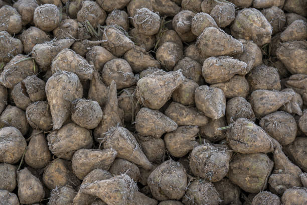 istock Sugar, many sugar beets harvest in autumn 1185393826