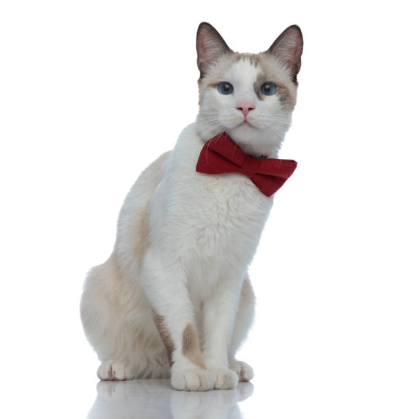 istock bored metis cat with red bowtie sitting with no occupation 1185393948