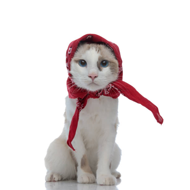 cat with bandana on