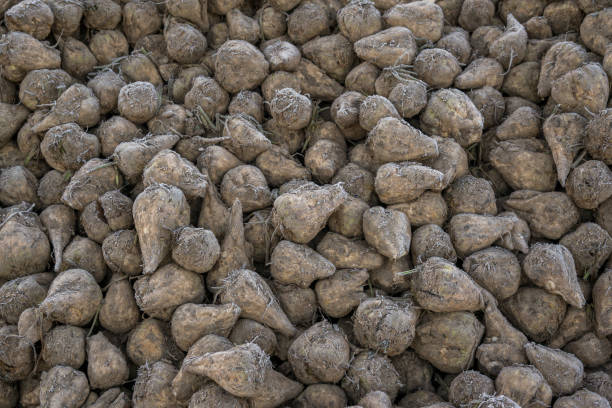 istock Sugar, many sugar beets harvest in autumn 1185394154