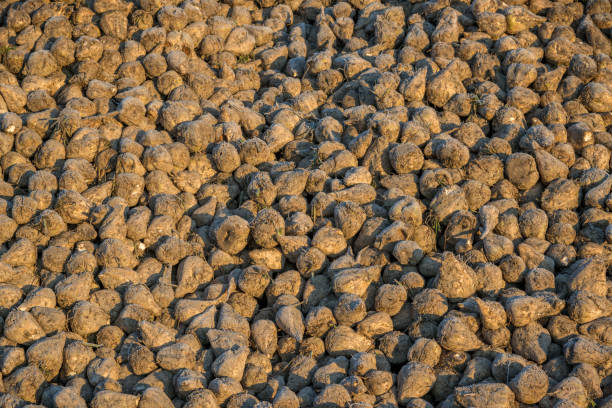 istock Sugar, many sugar beets harvest in autumn 1185394227