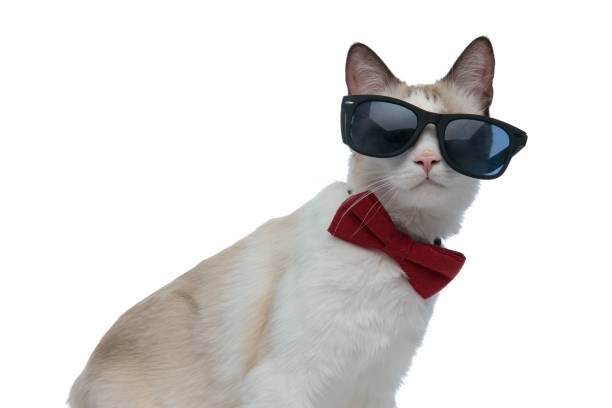 istock metis cat with red bowtie sitting and looking through sunglasses 1185394413