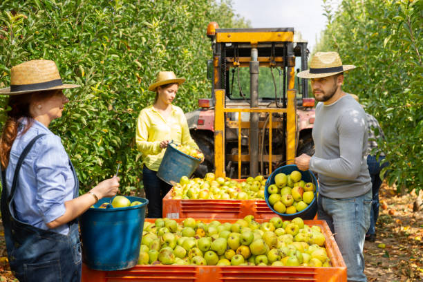 istock Farmers putting bruised apples in crate 1185394762