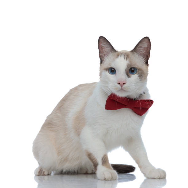 istock elegant metis cat with red bowtie sitting and looking away 1185394768