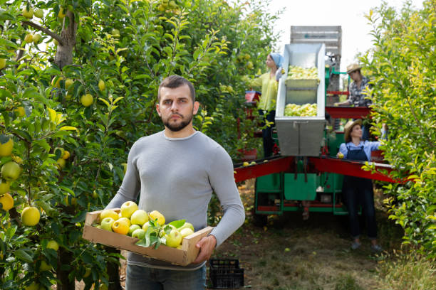 istock Collecting ripe apples in a professional sorting platform 1185394789