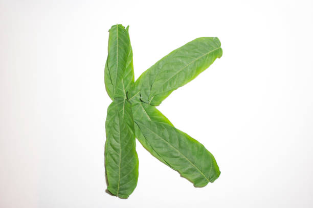 istock Letter K composed of green leaves 1185396574