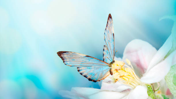 istock Beautiful spring background with butterfly and flower. Space for text. Spring summer border template floral background. Panoramic view 1185397682