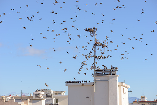 Murmuration of starlings on rooftop chimney and aerials in Antibes, South of France, on sunny day in November.
