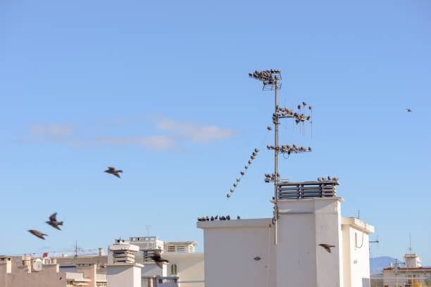 istock Murmuration of Starlings on Rooftop Aerials 1185399637