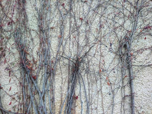 istock Gray wall and wild grapes in autumn 1185399957
