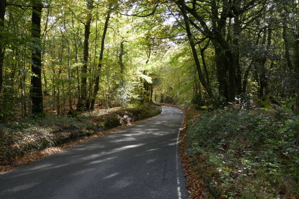 istock English woodland landscape 1185405620