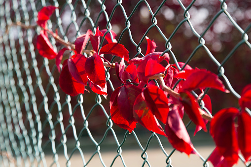 Red Leaf Creeper in the green metal chain link fence at outdoor